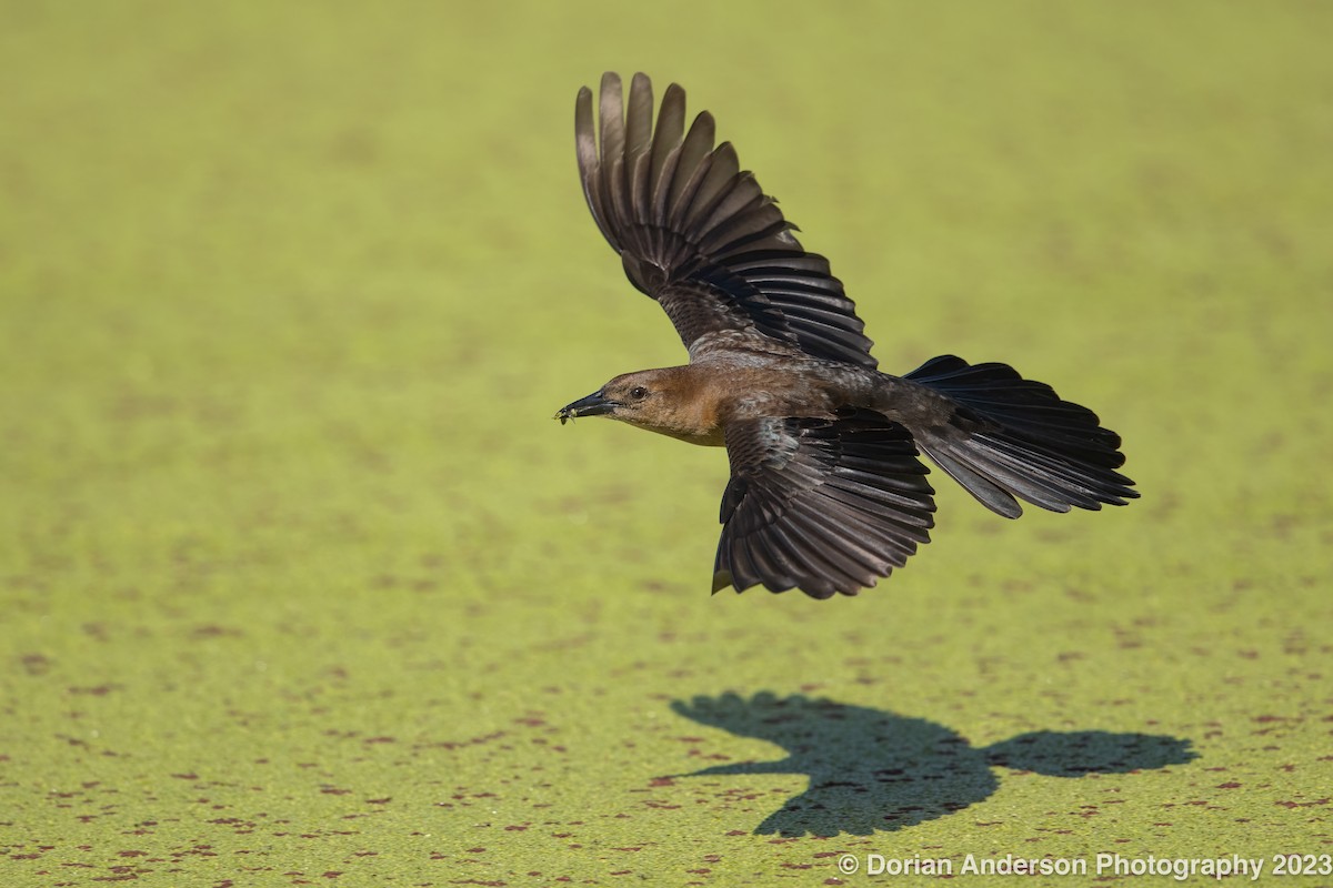 Boat-tailed Grackle - ML599238321