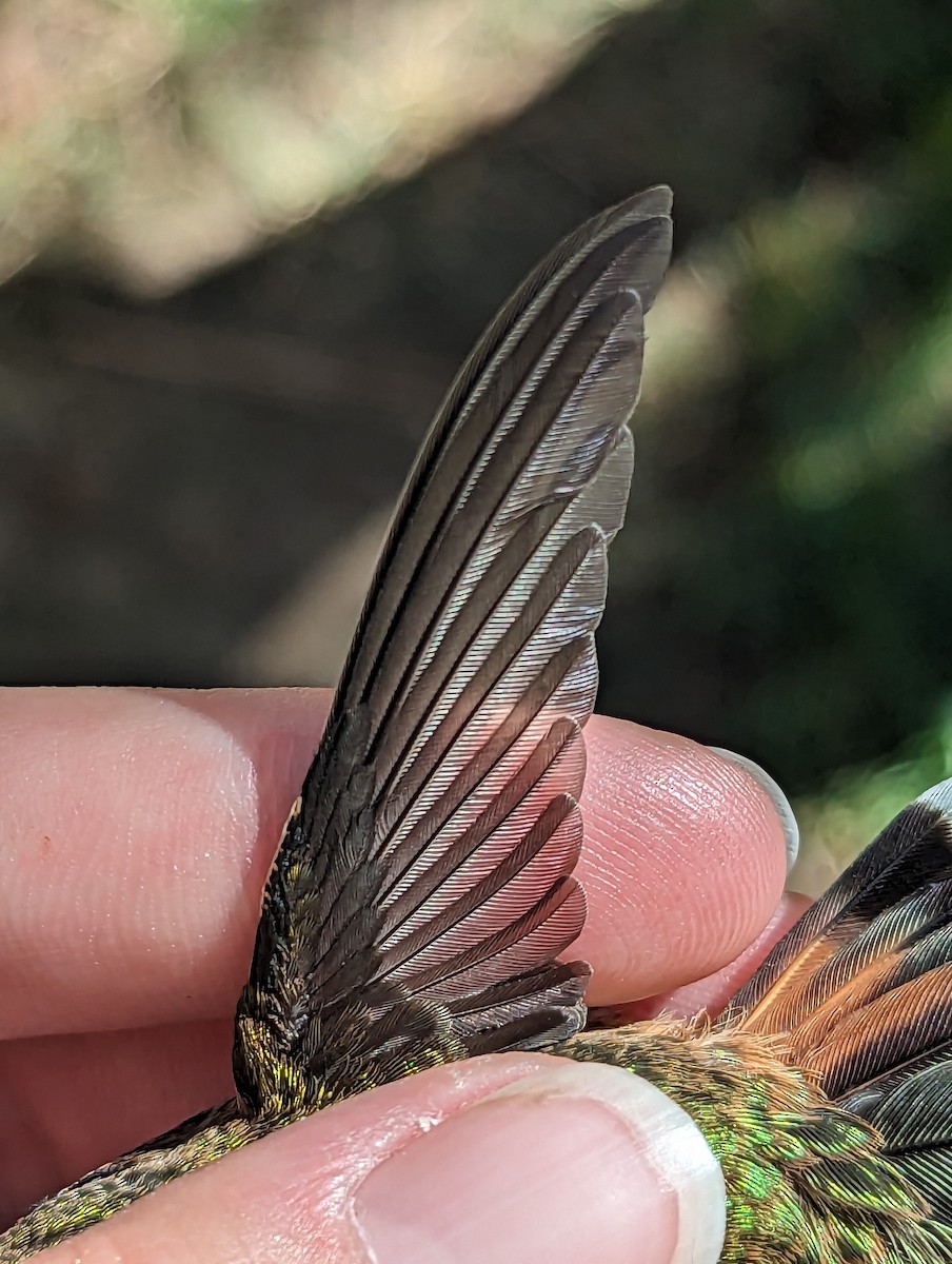 Black-chinned x Broad-tailed Hummingbird (hybrid) - ML599239071