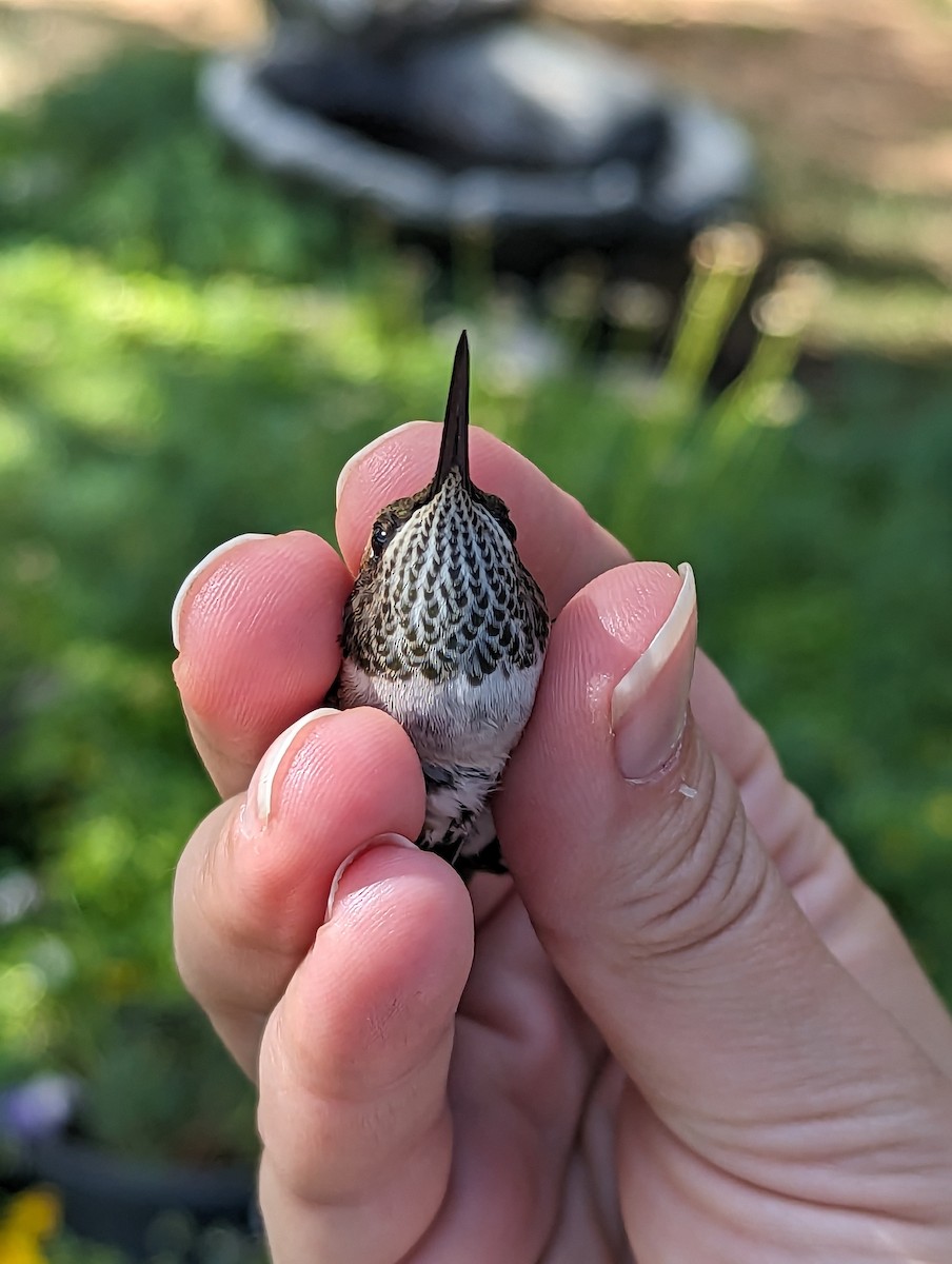 Black-chinned x Broad-tailed Hummingbird (hybrid) - ML599239091