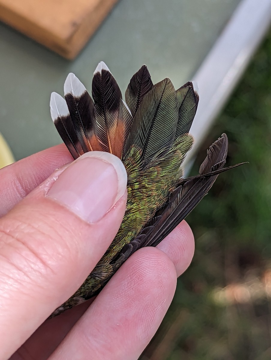 Black-chinned x Broad-tailed Hummingbird (hybrid) - ML599239101