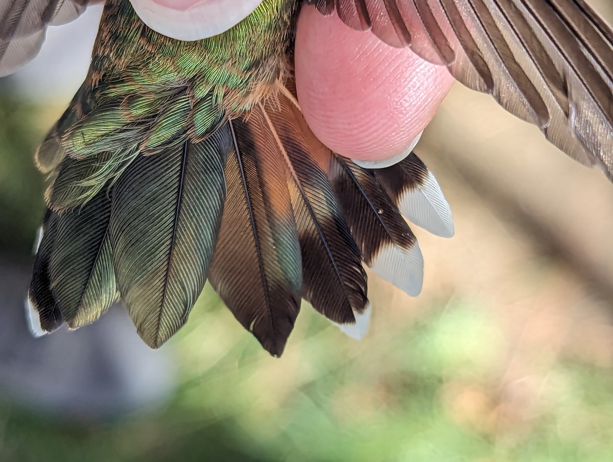 Black-chinned x Broad-tailed Hummingbird (hybrid) - ML599239121