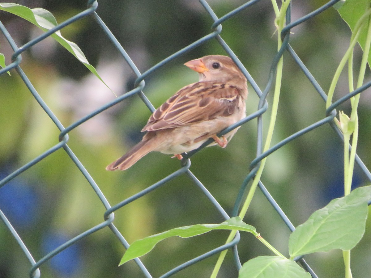 Moineau domestique - ML599239421