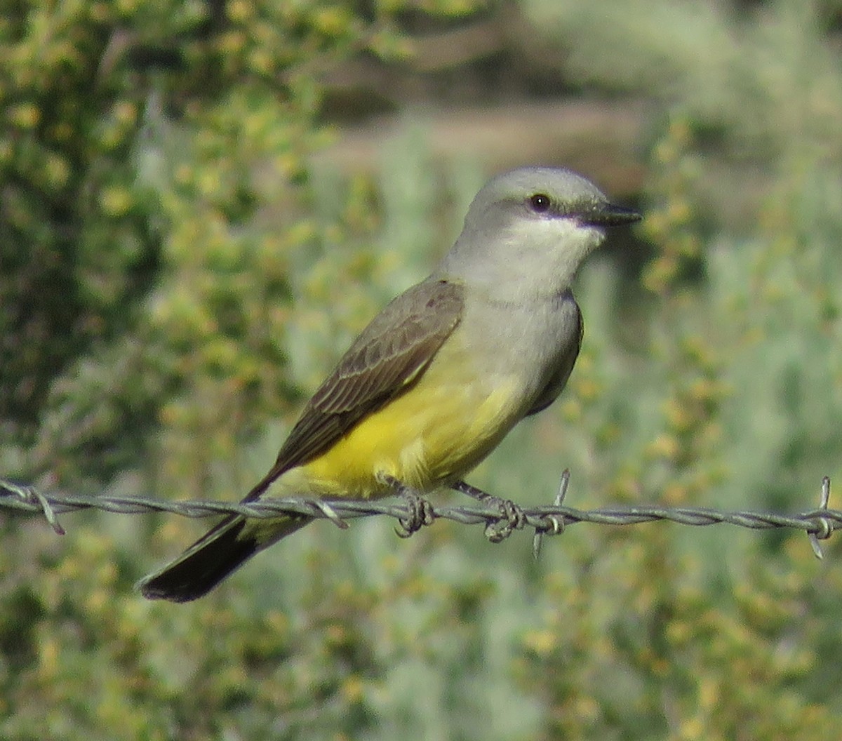 Western Kingbird - ML599239851