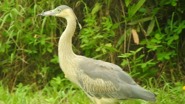 Whistling Heron - ML599240861