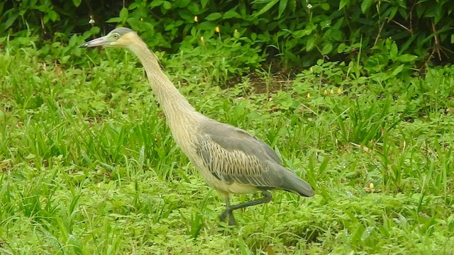 Whistling Heron - ML599240871