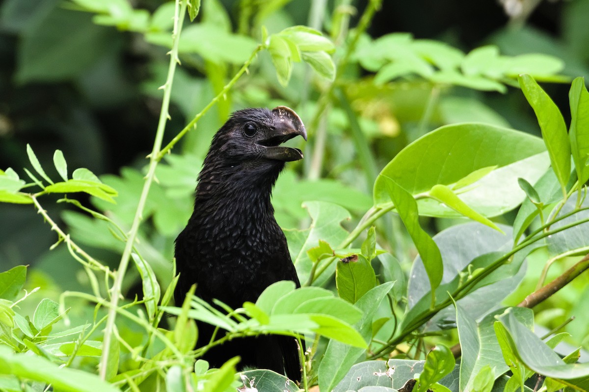 Smooth-billed Ani - ML599242161