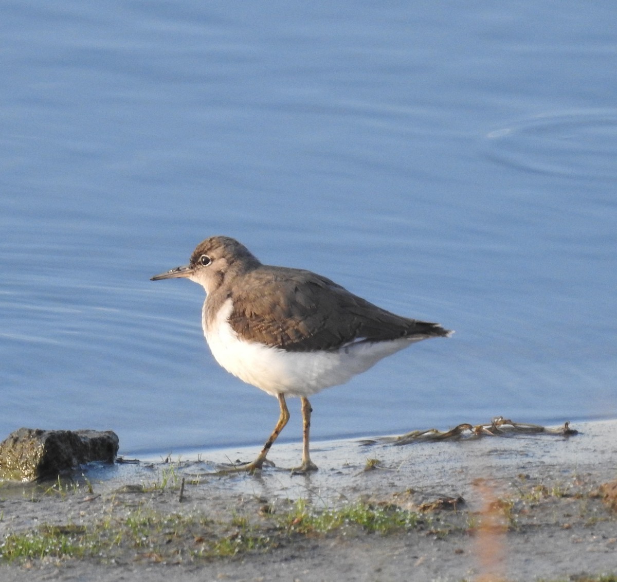 Spotted Sandpiper - Dan Prima