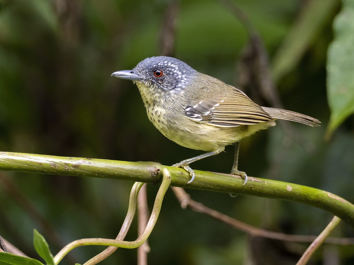 Spot-breasted Antvireo - Andres Vasquez Noboa