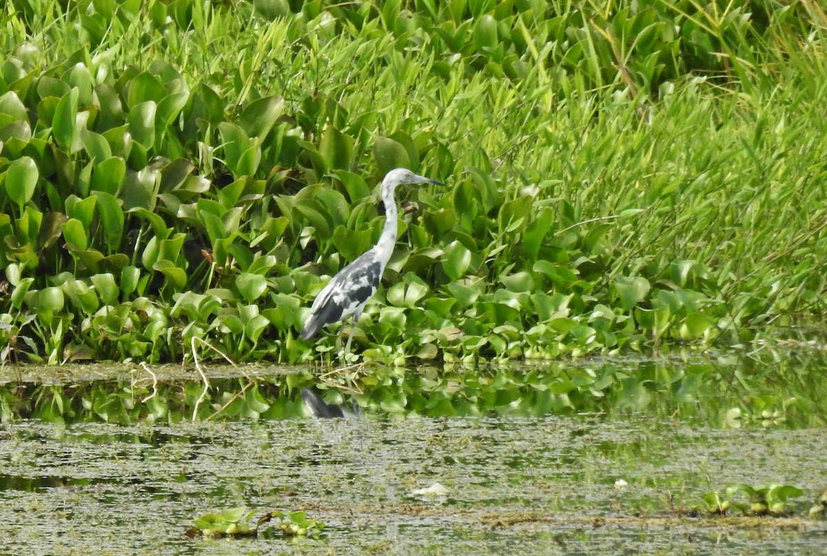 Little Blue Heron - Romel Romero