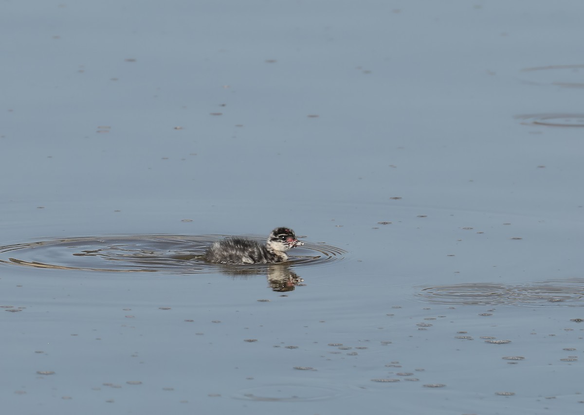 Eared Grebe - Chuck Gates