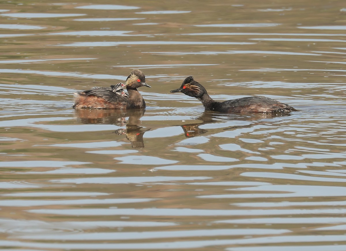 Eared Grebe - Chuck Gates