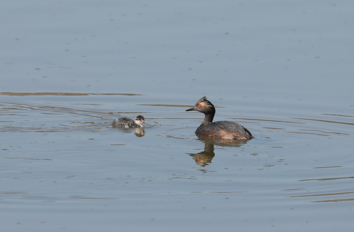 Eared Grebe - Chuck Gates