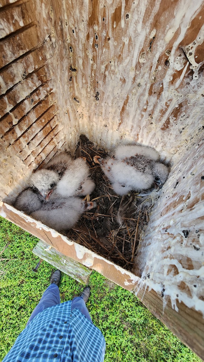 American Kestrel - ML599245881