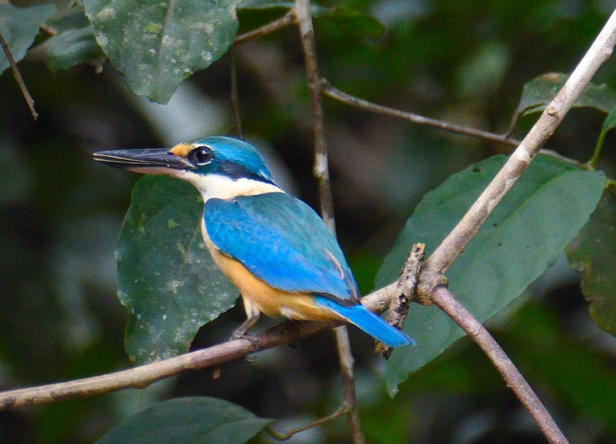 Sacred Kingfisher - ML599246041