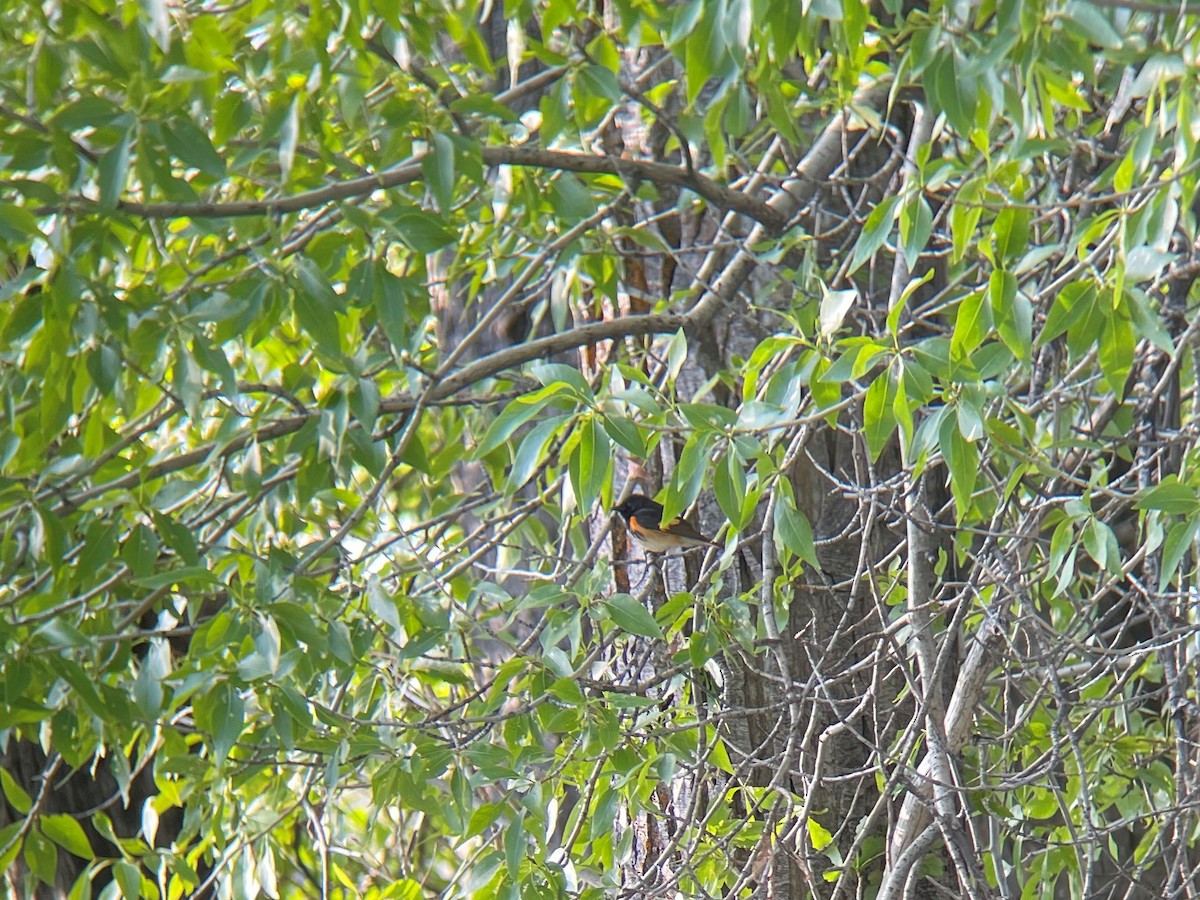 American Redstart - ML599246431