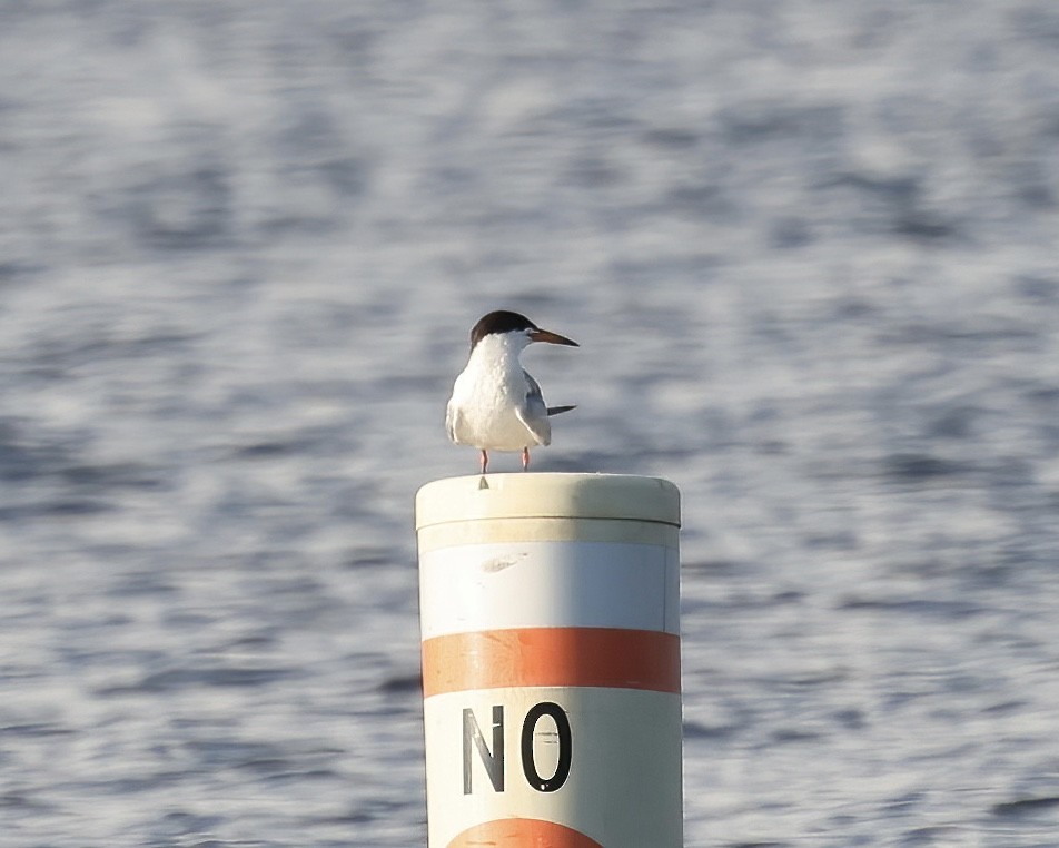 Forster's Tern - ML599247991