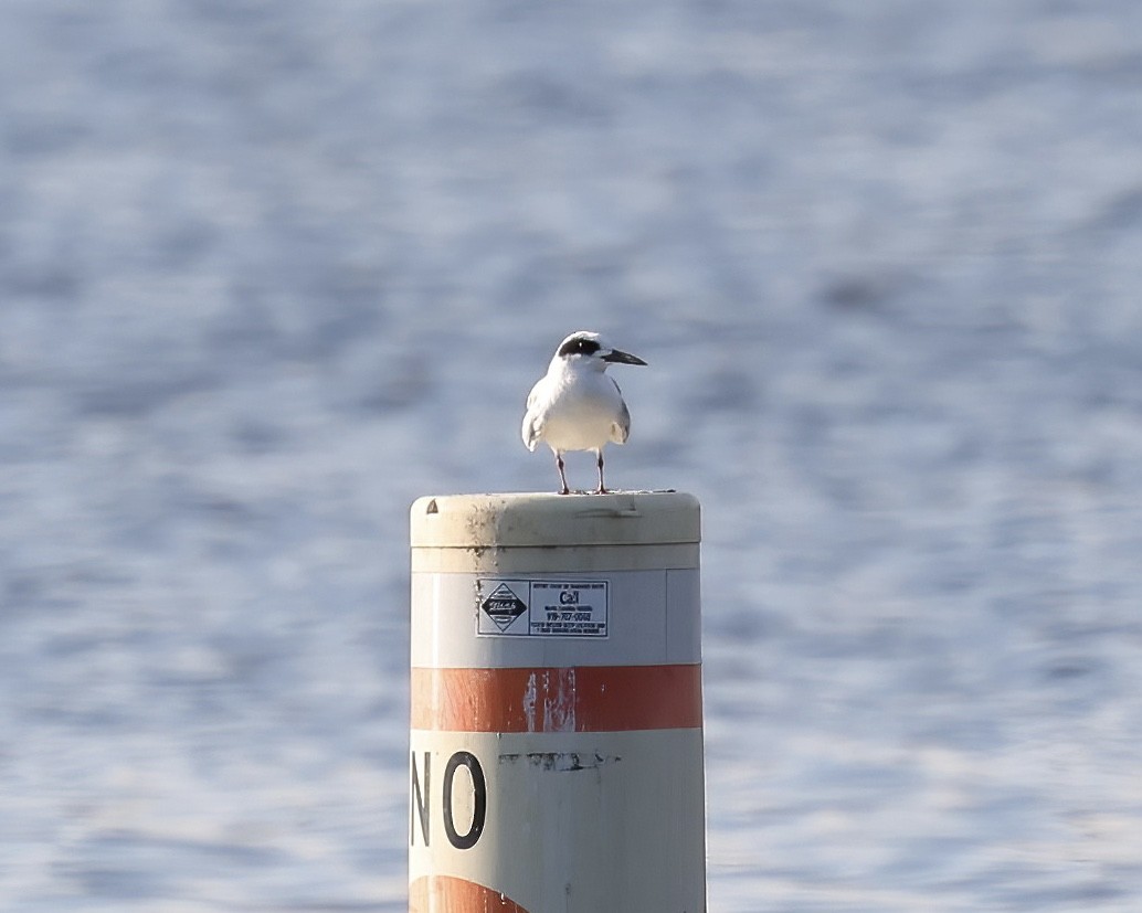 Forster's Tern - ML599248001