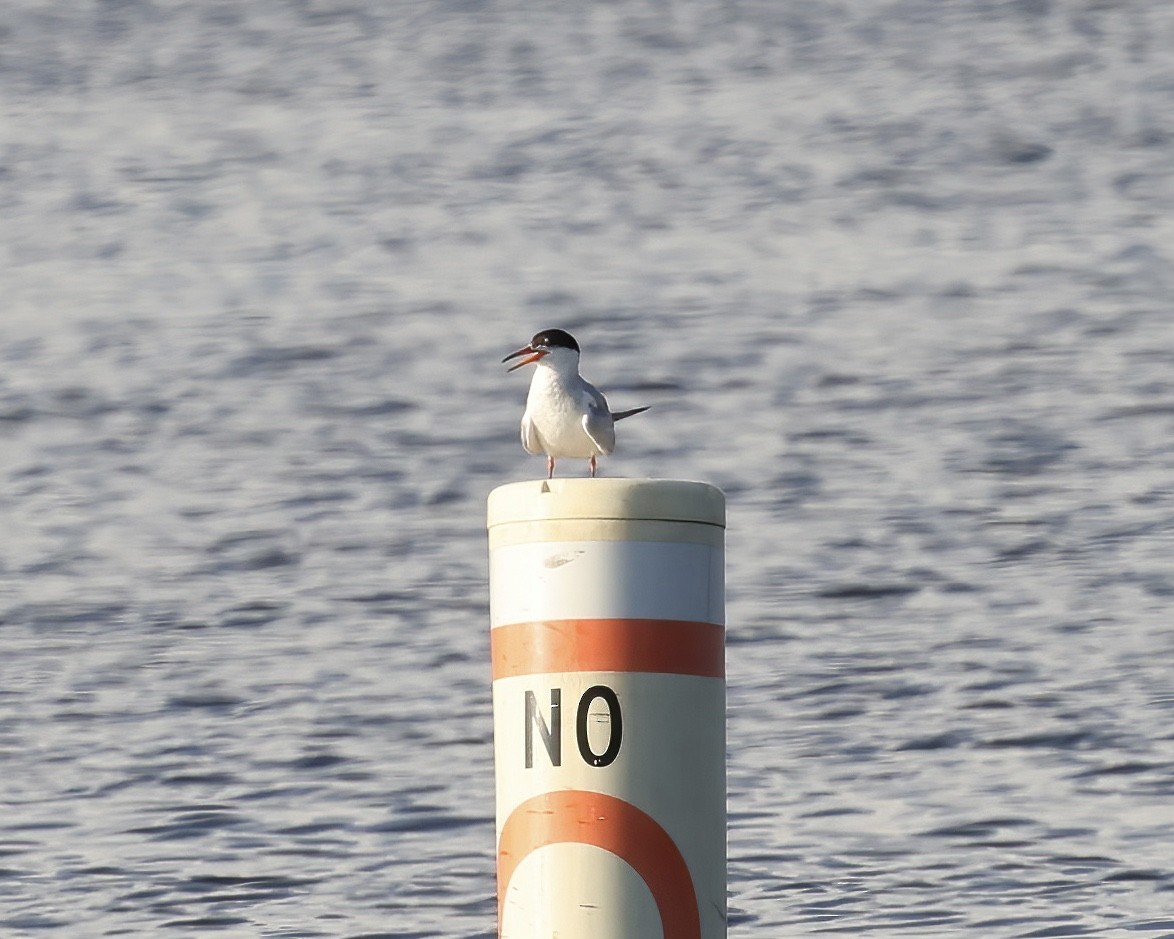 Forster's Tern - ML599248011