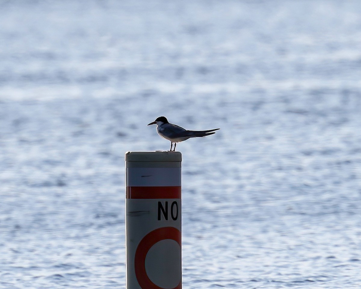 Forster's Tern - ML599248021