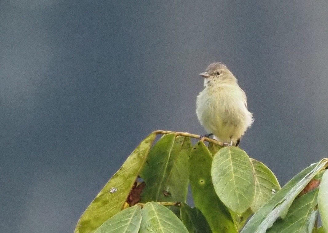 Southern Beardless-Tyrannulet (Northern) - ML599248551