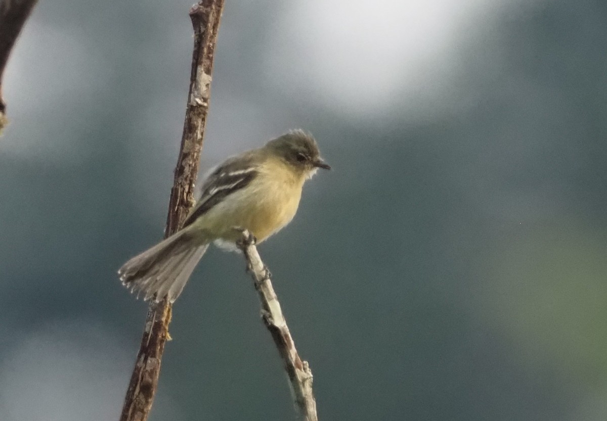 Southern Beardless-Tyrannulet (Northern) - ML599248601