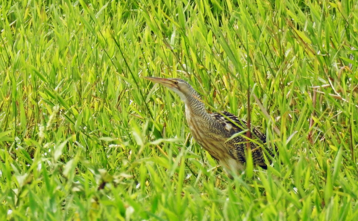 Pinnated Bittern - ML59924861