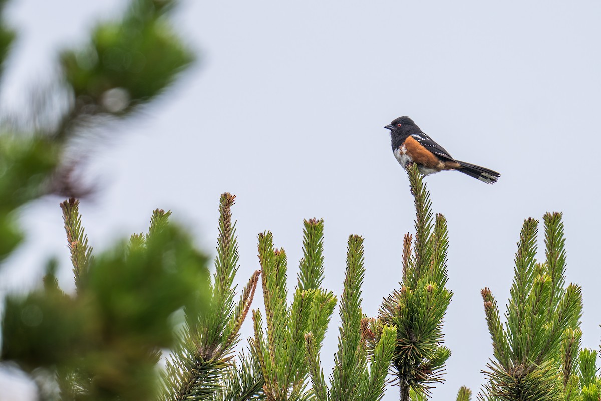 Spotted Towhee - ML599249141