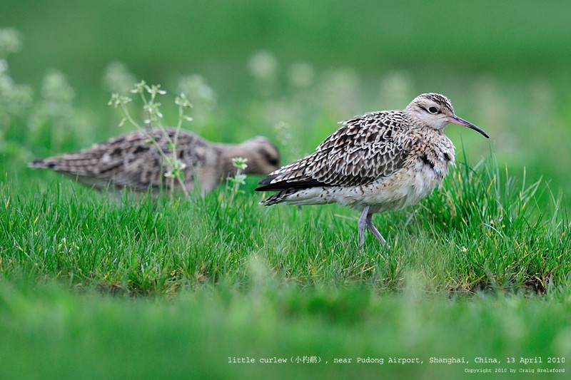 Zwergbrachvogel - ML59925081