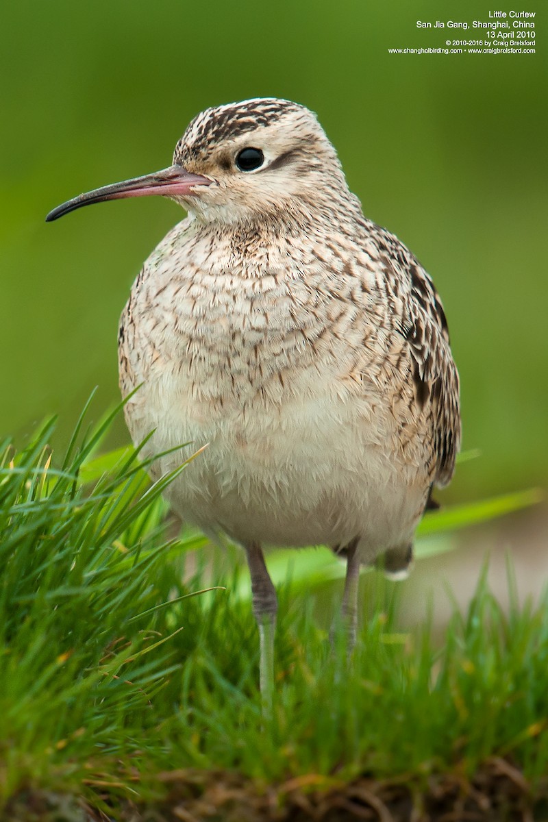 Little Curlew - ML59925091