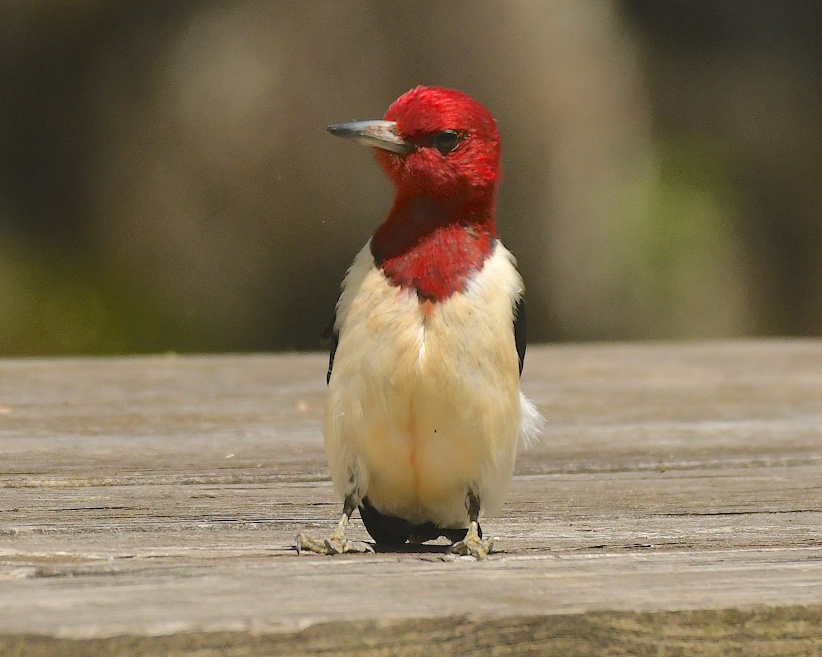 Red-headed Woodpecker - ML599252831