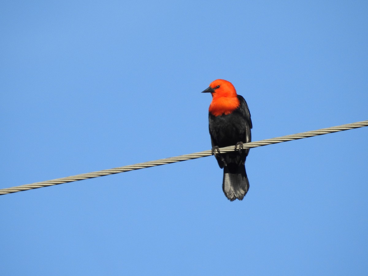 Scarlet-headed Blackbird - Marco Crozariol