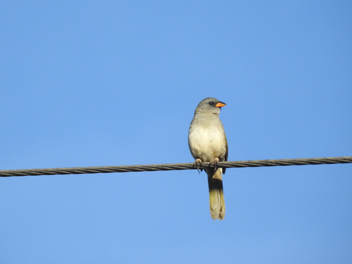 Great Pampa-Finch - ML599252961