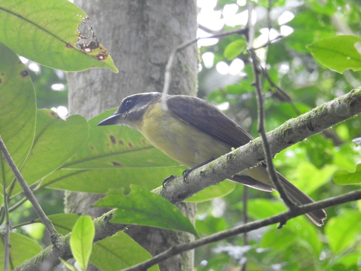 Golden-bellied Flycatcher - ML599253271