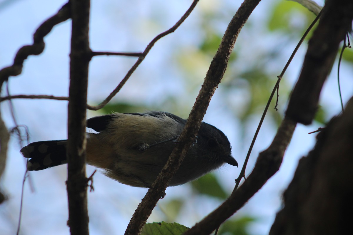 Variable Antshrike - ML599253471