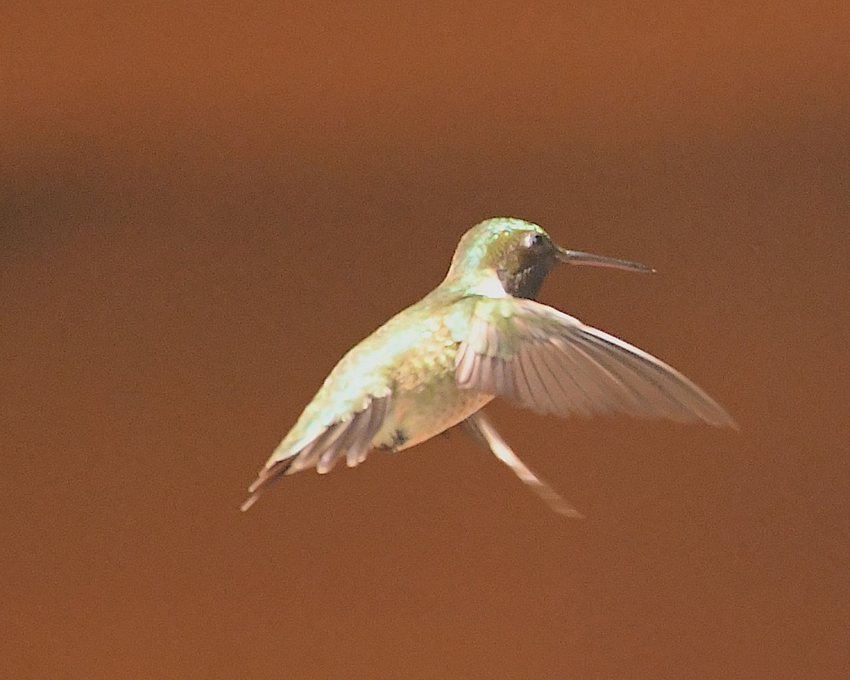Ruby-throated Hummingbird - Ted Wolff