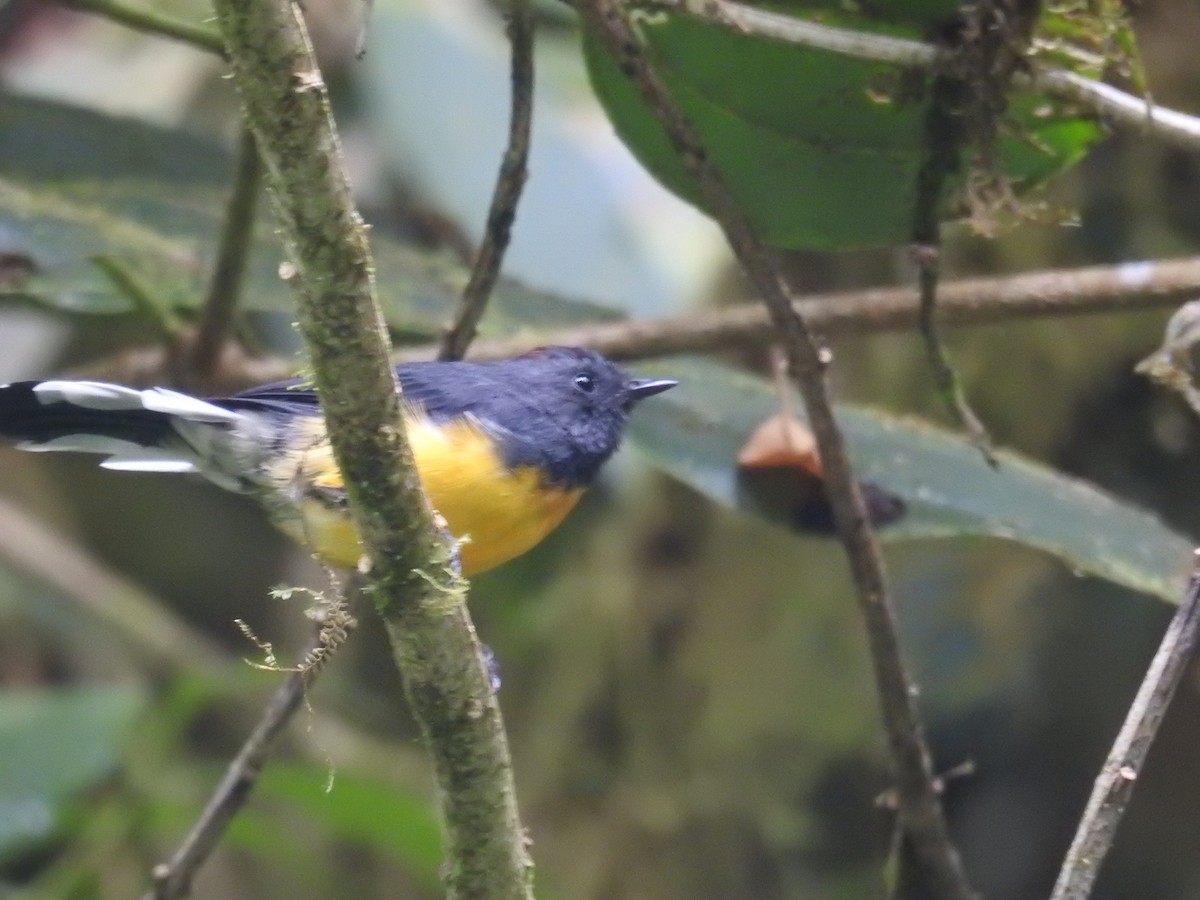 Slate-throated Redstart - ML599253991