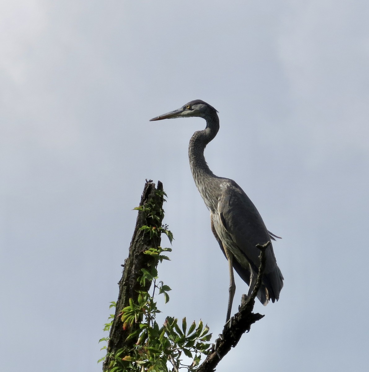 Great Blue Heron - ML599254051