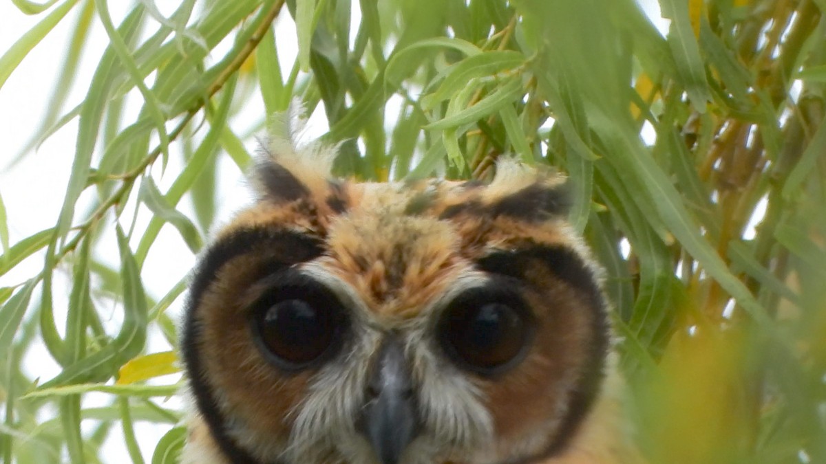 Striped Owl - ML599254111