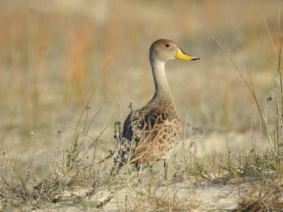 Yellow-billed Pintail (South American) - ML599254401