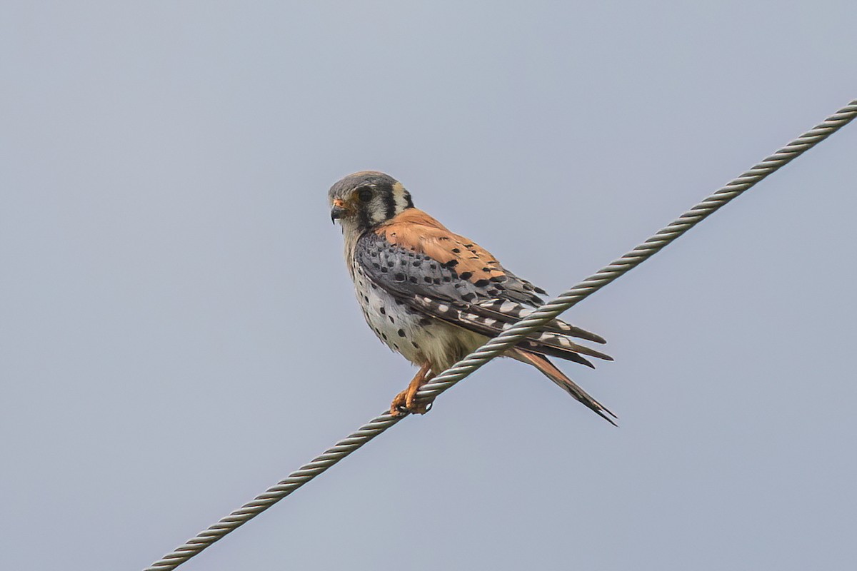 American Kestrel - ML599254461