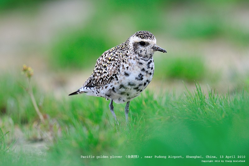 Pacific Golden-Plover - ML59925451