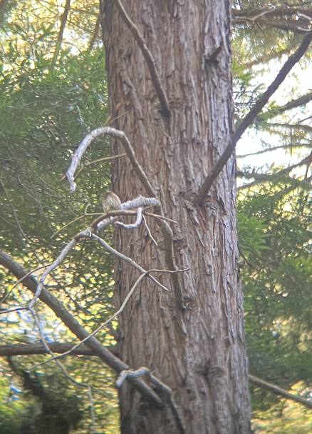 Northern Pygmy-Owl - ML599254531