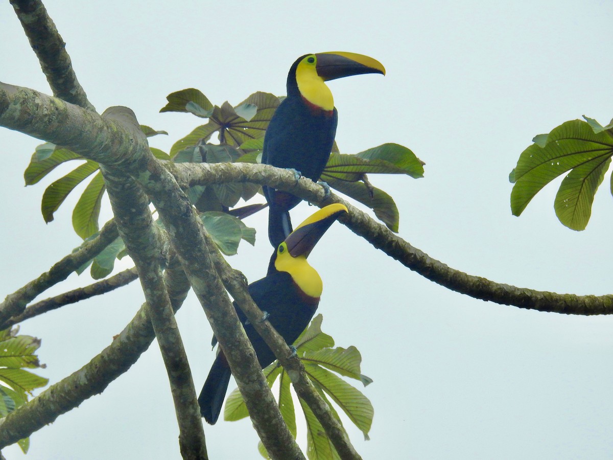 Yellow-throated Toucan - ML599254561