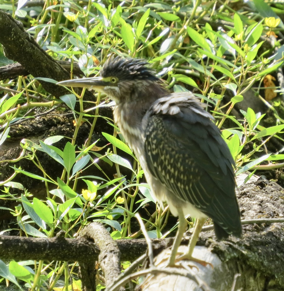 Green Heron - ML599254681