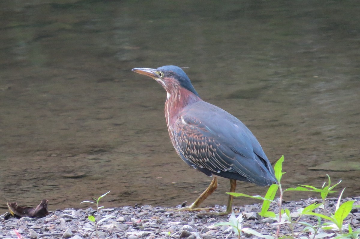 Green Heron - ML599254691