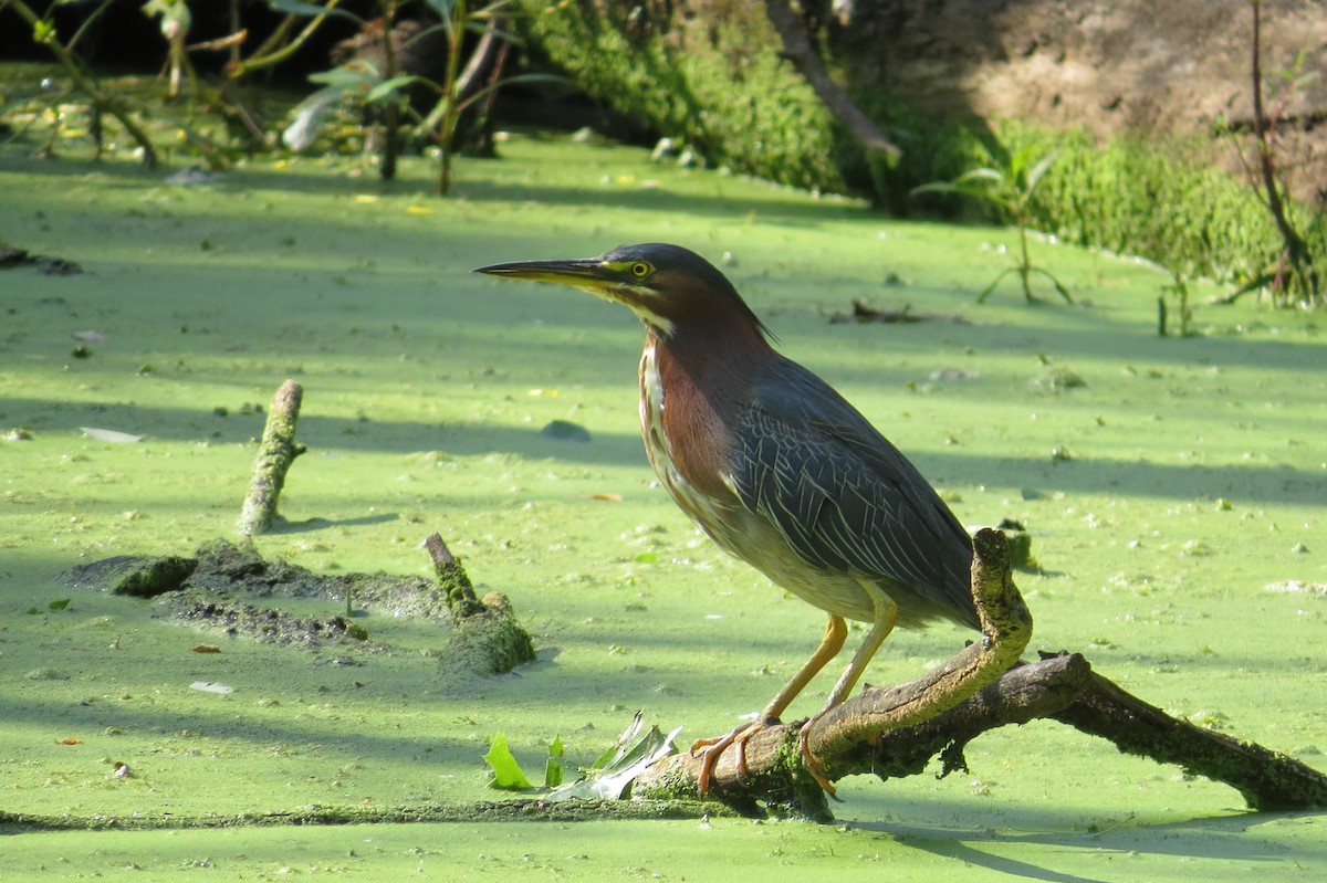 Green Heron - ML599254701