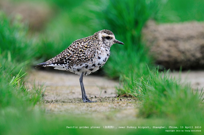 Pacific Golden-Plover - ML59925481