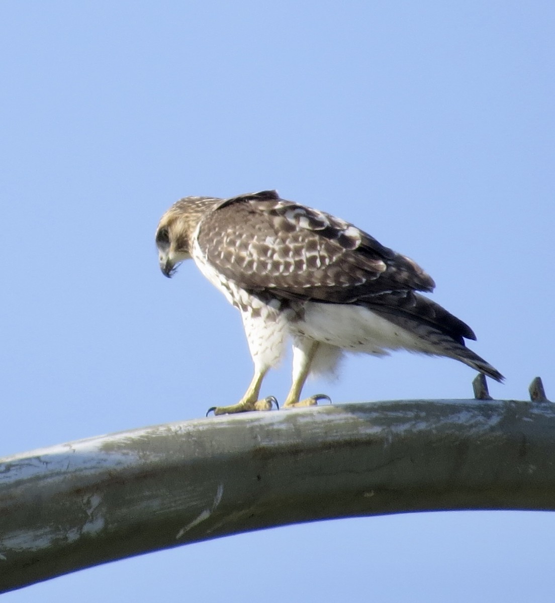 Red-tailed Hawk - ML599254881