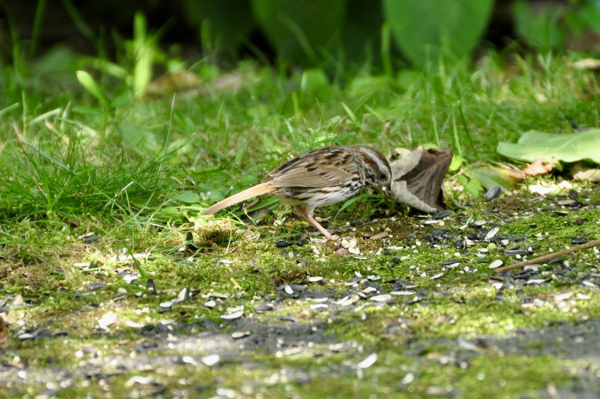 Song Sparrow - ML599254921