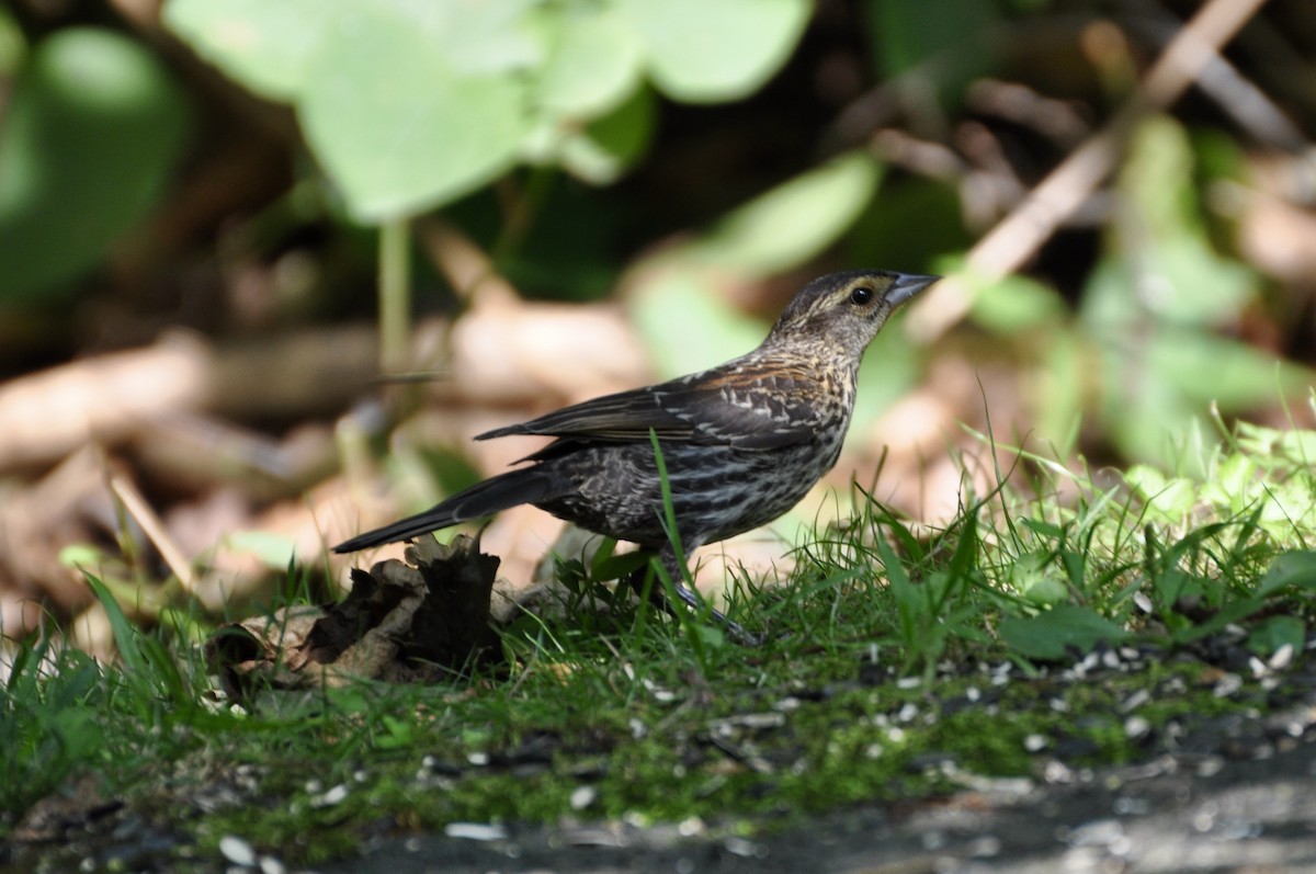 Red-winged Blackbird - ML599255021